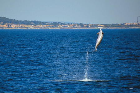 Excursion dauphins Cap Agde