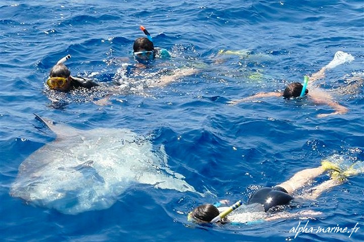 rencontre dauphin