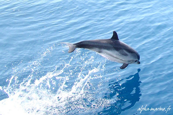 rencontre dauphins nice