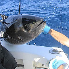 peche au gros