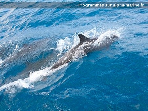 rencontre frejus