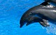 Dauphins