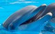 Nager dauphins