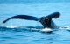 Observer dauphins