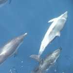 Observer dauphins Carry Rouet
