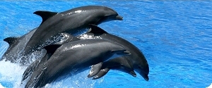 Dauphins Dauphins