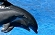 Dauphins