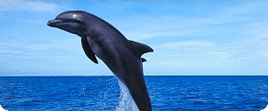 Nager dauphins