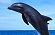 Nager dauphins
