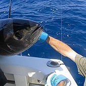 Peche au gros Saintes Maries Mer