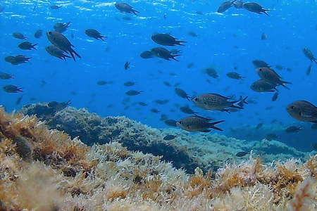 Découverte plongée Banyuls-sur-Mer