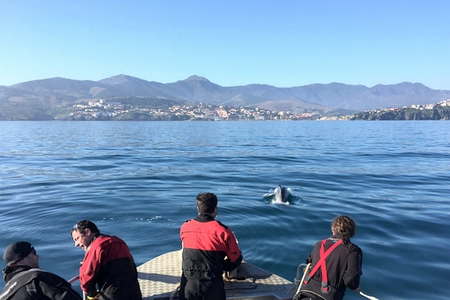 Randonnée palmée Banyuls sur Mer