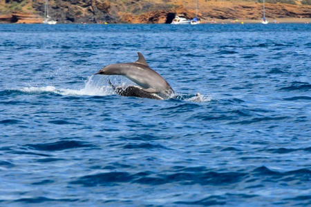 Excursion scientifique en mer Cap Agde Sete