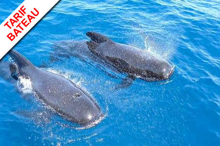 Sortie Rencontre Dauphins Carry Le Rouet Voir Dauphin Marseille 13 Mediterranee