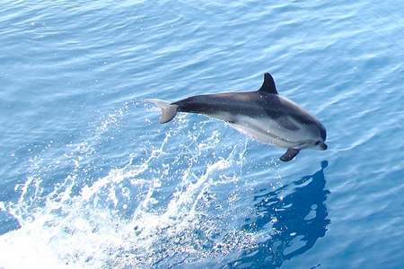 Sortie bateau dauphins Marseille Méditerranée
