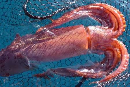 Peche nuit calamars Port Frejus