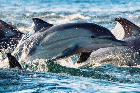 Excursion dauphins Grau du Roi