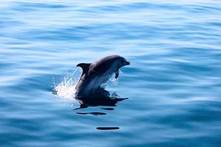 Excursion dauphins Saint Cyprien
