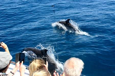 Balade bateau dauphins Canet en Roussillon