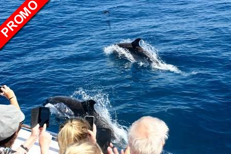 Dauphins et Collioure Saint Cyprien - 66