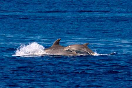 Excursion grand dauphin Méditerranée