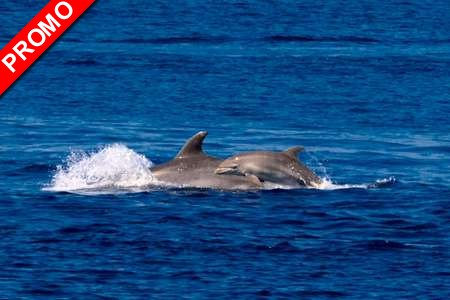 Dauphins et Collioure Port Barcarès - 66