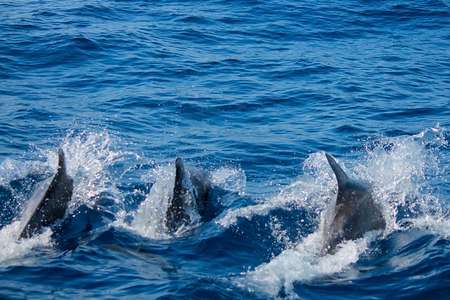 Observer les dauphins en bateau