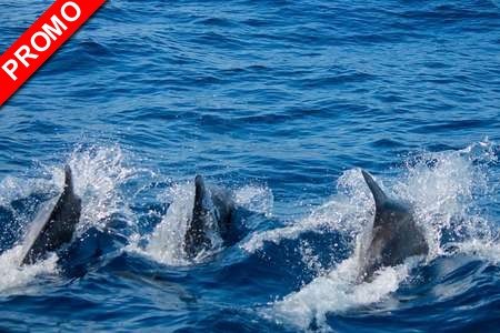Dauphins et Collioure Canet en Roussillon - 66