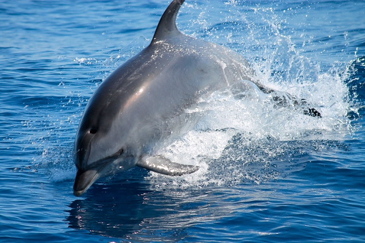 Grand dauphin Argelès sur Mer - 66
