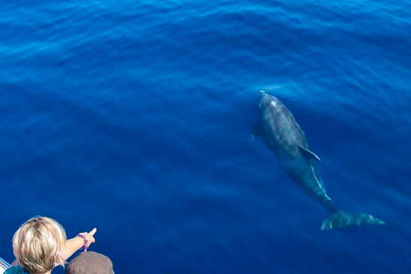 Balade bateau dauphins Argeles