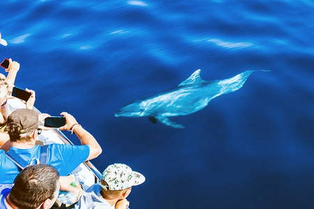 Balade rencontre dauphins Argeles