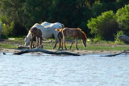 Pêcher silure dans le rhone