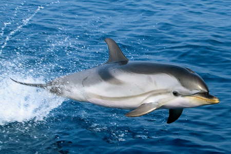 Dauphins et cétacés Hyères les Palmiers - 83