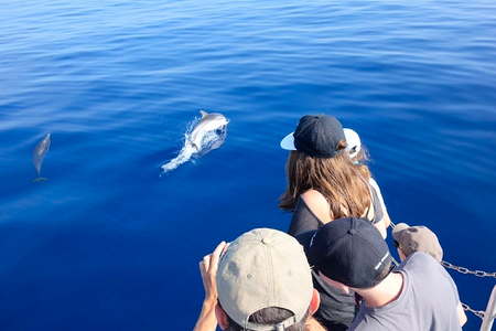 Rencontrer dauphins Hyères Var 83