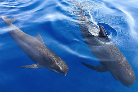 Excursions bateau dauphins Hyères