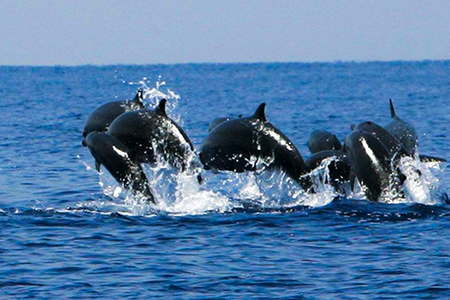 Voir dauphins au large iles hyeres