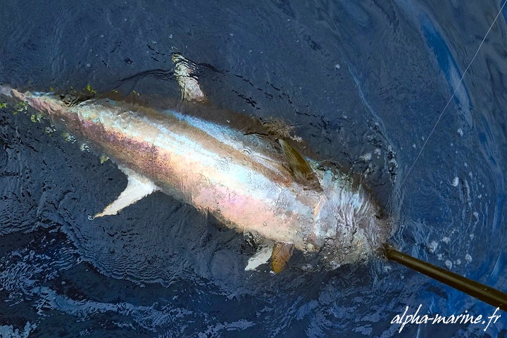 Pêche au Gros près de Cannes à Golfe-Juan - Alpes-Maritimes 06