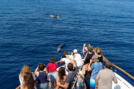 Safari dauphins Port-Leucate