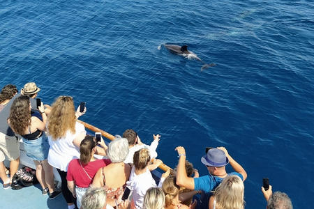 Voir dauphins en mer Leucate