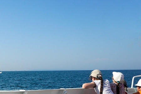 Rencontre dauphins Port Leucate