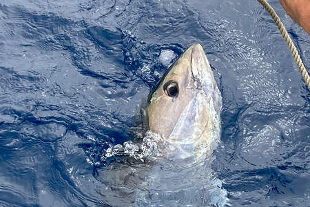 Pêche gros poissons thon Leucate