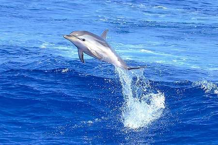 Nager avec les dauphins Mediterranee