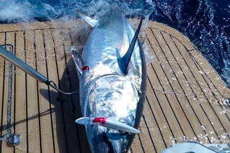 Pêche au gros Saint Cyr sur Mer