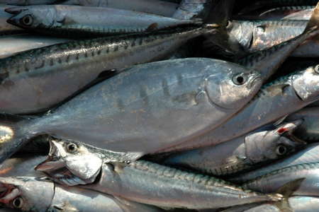 Sortie pecher poissons Port Camargue
