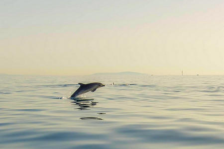 Rencontrer observer dauphins Marseillan