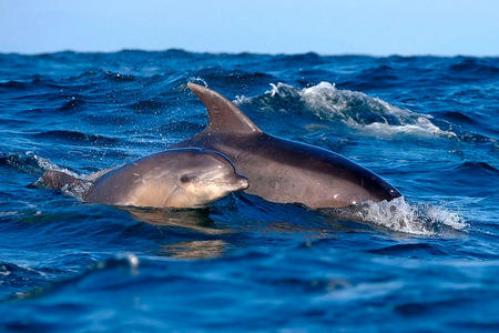 Excursions dauphins Capbreton