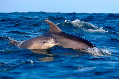 Dauphins et cétacés Capbreton - 40