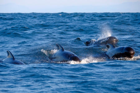 Excursion dauphin Atlantique