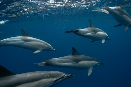 Observer les dauphins en bateau