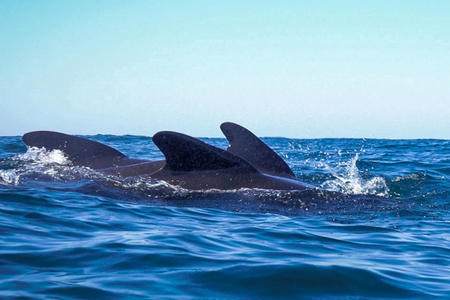 Rencontrer dauphins Capbreton